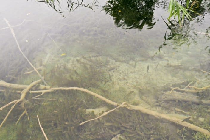 Plitvice Lakes Photos - Fish