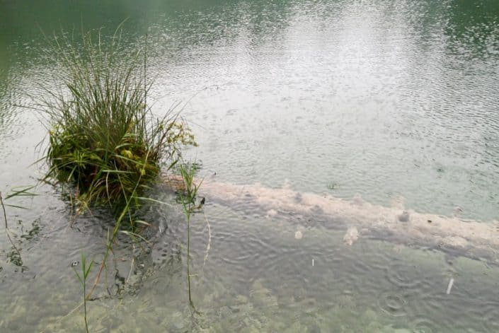 Plitvice Lakes Photos - Submerged tree