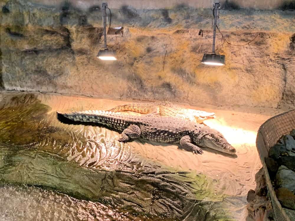 Crocodiles in Zagreb Zoo