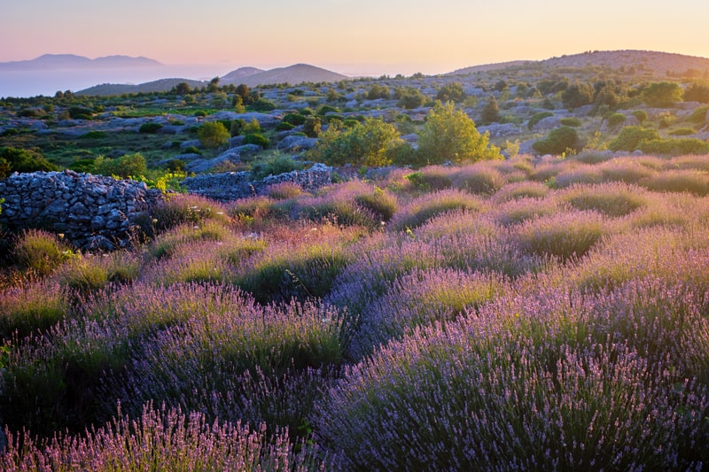 15 Things You May Not Know About Croatia - Hvar Lavender Field