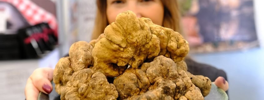 Truffles at Zigante Truffle Days